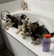 Siberian Husky Puppies for sale in Valley Springs, CA 95252, USA. price: $7,001,400