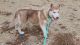 Siberian Husky Puppies for sale in Albion, IA 50005, USA. price: NA