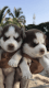 Siberian Husky Puppies for sale in Hubballi, Karnataka, India. price: 55000 INR