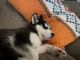 Siberian Husky Puppies for sale in Coopersville, MI 49404, USA. price: NA