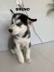 Siberian Husky Puppies for sale in Soap Lake, WA 98851, USA. price: $650