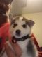Siberian Husky Puppies for sale in 350 Morgan St, Layton, UT 84041, USA. price: $1,000