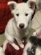 Siberian Husky Puppies for sale in Othello, WA 99344, USA. price: $500