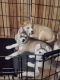 Siberian Husky Puppies for sale in Pahrump, NV, USA. price: $1,000