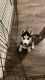 Siberian Husky Puppies for sale in Kelowna, BC, Canada. price: $2,500