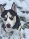 Siberian Husky Puppies for sale in 12610 50th Ave SW, Lakewood, WA 98499, USA. price: $850