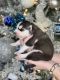 Siberian Husky Puppies for sale in Miami, FL, USA. price: $1,200