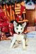 Siberian Husky Puppies for sale in Polk City, FL 33868, USA. price: NA