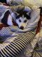 Siberian Husky Puppies for sale in Fort Wayne, IN, USA. price: $2,300