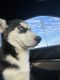Siberian Husky Puppies for sale in Arlington Heights, IL, USA. price: $750
