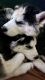 Siberian Husky Puppies for sale in San Gabriel, CA, USA. price: $800