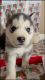 Siberian Husky Puppies for sale in Lynwood, CA 90262, USA. price: NA