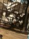 Siberian Husky Puppies for sale in Kyle, TX, USA. price: $500