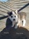 Siberian Husky Puppies for sale in 158 Private Rd 206-I, Seminole, TX 79360, USA. price: $250