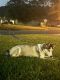 Siberian Husky Puppies for sale in Orange Park, FL 32065, USA. price: NA