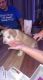 Siberian Husky Puppies for sale in Sturgis, MI 49091, USA. price: NA