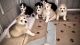 Siberian Husky Puppies for sale in Chino Hills, CA, USA. price: NA