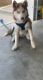 Siberian Husky Puppies for sale in Greenwood, IN, USA. price: $300