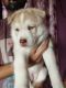 Siberian Husky Puppies for sale in Ulhasnagar - IV, Sector 29, Yashwant Colony, Ulhasnagar, Maharashtra 421002, India. price: 40000 INR