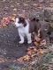 Siberian Husky Puppies for sale in Joy, AR 72143, USA. price: NA