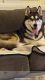 Siberian Husky Puppies for sale in Rochester, MI 48309, USA. price: $300