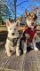 Siberian Husky Puppies for sale in Silver Spring, MD, USA. price: $3,000