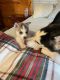 Siberian Husky Puppies for sale in Wrightsville Beach, NC, USA. price: NA