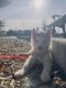 Siberian Husky Puppies for sale in Hayward, CA 94541, USA. price: $700
