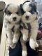Siberian Husky Puppies for sale in Kammanahalli, Bengaluru, Karnataka, India. price: 30000 INR