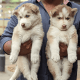 Siberian Husky Puppies for sale in Anna Nagar, Chennai, Tamil Nadu, India. price: 25000 INR