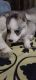 Siberian Husky Puppies for sale in Virar West, Virar, Maharashtra, India. price: 40000 INR