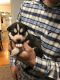 Siberian Husky Puppies for sale in 391 W Newport Rd, Lititz, PA 17543, USA. price: NA