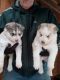 Siberian Husky Puppies for sale in Bemidji, MN 56601, USA. price: $500