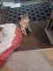 Siberian Husky Puppies for sale in Anaheim, CA, USA. price: $450