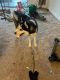 Siberian Husky Puppies for sale in Owings Mills, MD, USA. price: $100