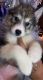 Siberian Husky Puppies for sale in Pilsen, Chicago, IL, USA. price: $1,400