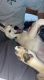 Siberian Husky Puppies for sale in Williston, ND 58801, USA. price: NA