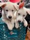 Siberian Husky Puppies for sale in Spring Hill, FL, USA. price: $500
