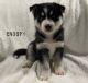 Siberian Husky Puppies for sale in 2764 Salt Springs Rd, Warren, OH 44481, USA. price: $700