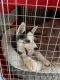 Siberian Husky Puppies for sale in Minnetonka, MN, USA. price: NA