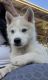 Siberian Husky Puppies for sale in Long Beach, CA, USA. price: $400