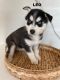 Siberian Husky Puppies for sale in Soap Lake, WA 98851, USA. price: $600