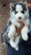 Siberian Husky Puppies for sale in Jagriti Enclave, Anand Vihar, Delhi, 110092, India. price: 32000 INR