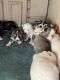 Siberian Husky Puppies for sale in Victorville, CA, USA. price: $130