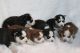 Siberian Husky Puppies for sale in Benson, IL 61516, USA. price: NA