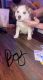 Siberian Husky Puppies for sale in Sturgis, MI 49091, USA. price: NA