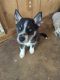 Siberian Husky Puppies for sale in Fort Wayne, IN, USA. price: $600