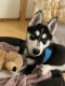 Siberian Husky Puppies for sale in Medina, OH 44256, USA. price: $800
