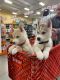 Siberian Husky Puppies for sale in Chesapeake, VA, USA. price: NA