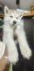 Siberian Husky Puppies for sale in HSR Layout, Bengaluru, Karnataka, India. price: 22000 INR